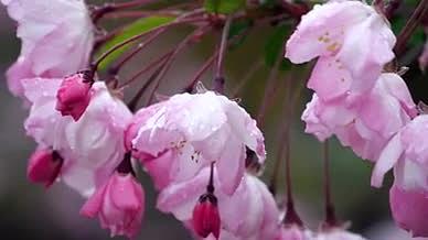 升格春雨雨中花朵粉色花朵红色海棠花视频的预览图